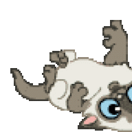 kotenokGAV
