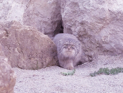 1482861516115758053.gif